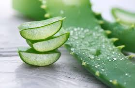 Image result for Aloe