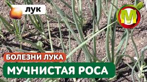 почему желтеет перо у лука и как с этим бороться Lozhnaya Muchnistaya Rosa Na Luke Obrabotka Luka Protiv Muchnistoj Rosy Youtube