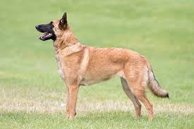 Belgian shepherds become bored, frustrated, and prone to obsessive behaviors without something to do. Belgian Shepherd Dog Malinois Breeds A Z Kennel Club