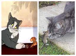 The real life tom and jerry do battle in russia! Tom And Jerry Are Animated And Real Life But There S Always A Cat And A Mouse Instagram Stuff Hub Ideas Wiki Fandom