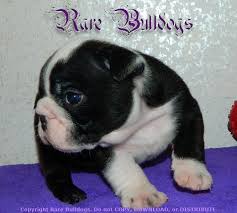 Thus black bulldogs, black tri bulldogs & blue tri english bulldogs are very rare today. Akc Champion Sired Black Seal English Bulldog Boy Status Quo Pet Only 4200 Click Here For More Pic English Bulldog Black English Bulldog English Bulldog Puppy