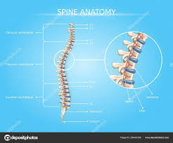Human Spine Anatomy Vector Medical Infographic Stock