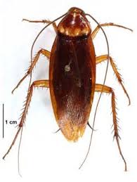 Homemade Cockroach Exterminator 2 Tablespoons Borax 1 Tablespoon Flour 1 1 2 Teaspoons Cocoa Powder Mix All Ingredients In A Small To Use Place Pinteres