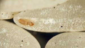 tiny critters thriving in your carpet