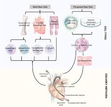 (linker) provides a contrast 23 get: Robust Cardiac Regeneration Fulfilling The Promise Of Cardiac Cell Therapy Clinical Therapeutics