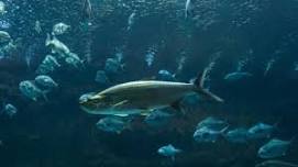Rock the Reef @ NC Aquarium at Pine Knoll Shores