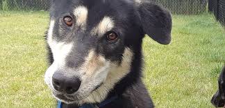 Thank you for your interest in adopting a new pet. A New Destiny For Dexter Aspca