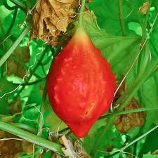 Image result for Momordica balsamina
