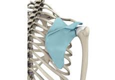 Image result for Snapping Scapula