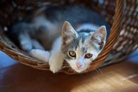 Demenz Bei Katzen Erkennen Und Richtig Handeln Kuschelkatzen