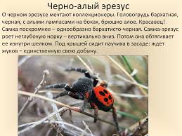 Image result for pokoutnik st job 