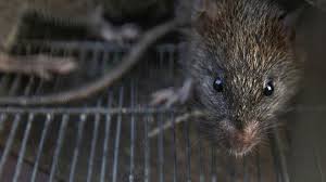 See more of unit kawalan penyakit berjangkit tumpat on facebook. Bahaya Urine Tikus Ini 10 Penyakit Yang Disebabkan Oleh Tikus Gaya Tempo Co