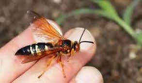 The key difference is that common wasps lack the. What S The Buzz Bee Informed About Those Yellow And Black Stripes Friends Of The Blue Hills