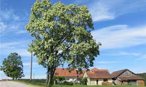 Die akazien (acacieae) sind eine tribus in der unterfamilie mimosengewächse (mimosoideae) innerhalb der pflanzenfamilie der hülsenfrüchtler (fabaceae). Akazienbaum In Voller Blute Region Cham Nachrichten Mittelbayerische