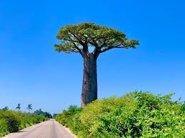 Image result for Malvaceae subfamily Bombacoideae