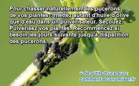 Enfin Un Anti Puceron Naturel Et Efficace Anti Puceron Naturel Pucerons Anti Puceron