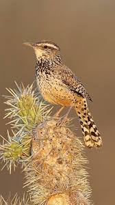 Birds Of The Southwest Cactus Wren Campylorhynchus Brunneicapillus Native To The Us Southwest And Mexico Photo Daniel Behm Arizonacac Cactus Wren Beautiful Birds Arizona Birds