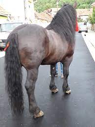 We did not find results for: Cai De Vanzare Armasar 5 Ani Pret 4300 Euro Negociabil Facebook