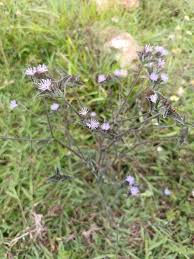 Image result for Elephantopus scaber