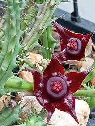 Image result for Duvalia polita