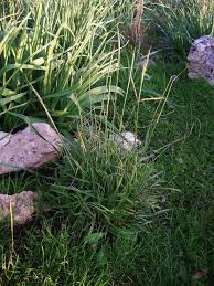 Image result for Andropogon festuciformis