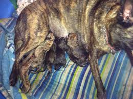 The belgian malinois breed has a short coat and is often black, mahogany, and fawn in color. Belgian Shepherd Dog Malinois Puppies For Sale Normalville Pa 277351