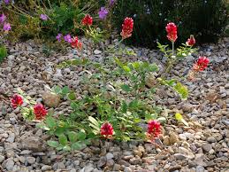 Image result for Hedysarum