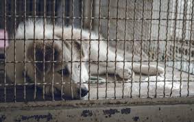 In one of your more serious moments you put down your coke and stop huffin' da jenkem, you pick up your kitty, put him in a cage and then pour lighter fluid all over it. Animal Cruelty And Domestic Violence The Link Between Cruelty To Animals And Violence Toward Humans