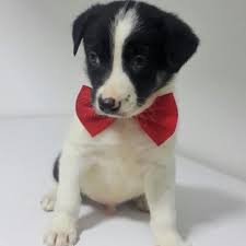 5 Begenme 0 Yorum Instagram Da Yuva Arayan Canlar Oku Oku Yuva Arayan Kedi Kopekler Pablo Henuz 2 Aylik Border Collie Melezi Tombis Bir Prens Yi
