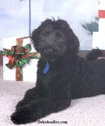 Texas giant schnoodles in a breeder that is located in dallas, texas. Debs Doodles