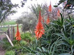 cuidar tu planta de aloe vera es facilisimo planta de aloe vera maceteros de jardin plantas