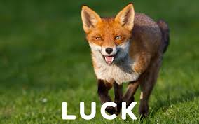 What is the Spiritual Meaning of Seeing a Fox? | SpiritualBlossom