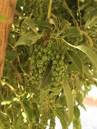 Image result for Phytolacca dioica