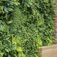 Florafelt living wall products proudly made in the usa, our patented living wall products will help you create a great vertical garden or impressive architectural green wall feature. A Living Wall Makes A Dramatic Vertical Garden Ideal Home