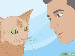 Instead, approach the cat as soon as she appears calmer. How To Apologize To A Cat With Pictures Wikihow