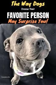 Pin On Best Pet Lovers