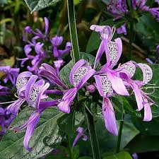 Image result for Hypoestes aristata