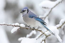 Special publications like the winter texan times, snowbirds rv traveler magazine and snowbirds gulf coast magazine cater to the market by providing useful information for seasonal travelers. Hd Wallpaper Winter Snow Birds Animals Wildlife Blue Jay 3072x2048 Animals Birds Hd Art Wallpaper Flare