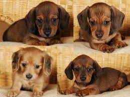 Miniature dachshunds have a huge place in our hearts at happytail puppies because this is the breed that started it all! Dachshund Puppies For Sale