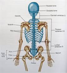 Find below organ within ribcage answer and solution which are part of puzzle page challenger crossword october 7 2018 answers. Which Organ Sits In The V Part Of The Ribs Herenow4u Net Publications Books Online Preksha It S Easy To Feel The Bottom Of This Cage By Running