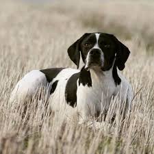 Black And White Pointer Dog Photo Taken A Few Years Ago Of My Pointer Isabelle Tbt Workingdogs Pointer Dogs Mansbestfriend Bird With Images English Pointer Dog Raining Cats And Dogs Pointer Dog