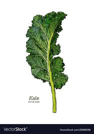 kale hand draw sketch vector vegetable download a free preview or high quality adobe illustrator ai eps how to draw hands kale watercolor food illustration