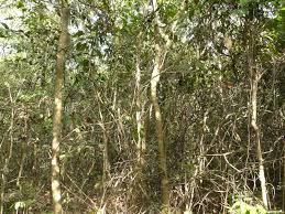 Image result for Anthonotha