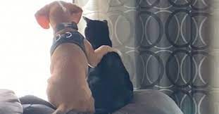 Cane E Gatto Si Abbracciano Dolcemente Sul Divano Video
