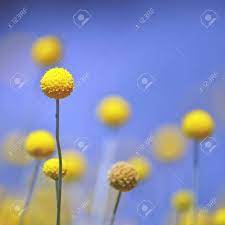 Australian Native Yellow Billy Button Flowers Craspedia Glauca Stock Photo Picture And Royalty Free Image Image 115314340