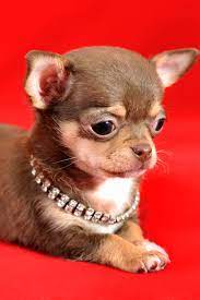 Maybe you would like to learn more about one of these? Portrait Of A Brown And Tan Short Haired Chihuahua Puppy On A Red Background Chihuahua Puppies Cute Chihuahua Baby Chihuahua