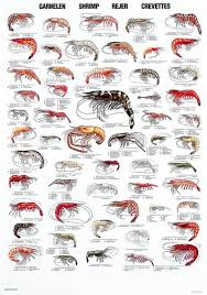 shrimps 56 of the most common species of shrimp worldwide