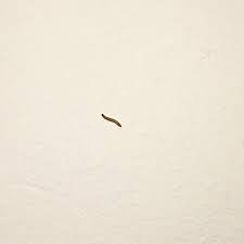 Wie beuge ich weißen würmern in der wohnung am besten vor? Was Sind Das Fur Wurmer An Der Wand Tiere Insekten Zu Hause