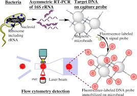 Mrna consists of codons while trna consists of anticodons and rrna lacks codon or anticodon sequences. Combination Of A Flow Cytometric Bead System With 16s Rrna Targeted Oligonucleotide Probes For Bacteria Detection Springerlink