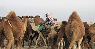 On all fours and on song, camels show why they are indispensable in guarding the borders in the unforgiving desert. Even Camels Struggle To Survive In War Torn Dry Iraq Al Monitor The Pulse Of The Middle East